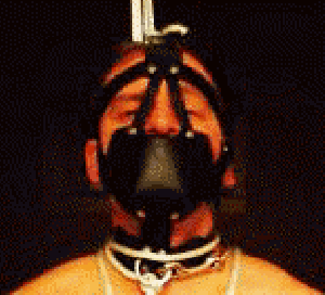 ../Images/R_StudPup.gif